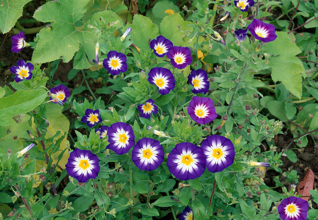 Convolvulus tricolor 'Dwarf Morning Glory' (Dreifarbige Trichterwinde)