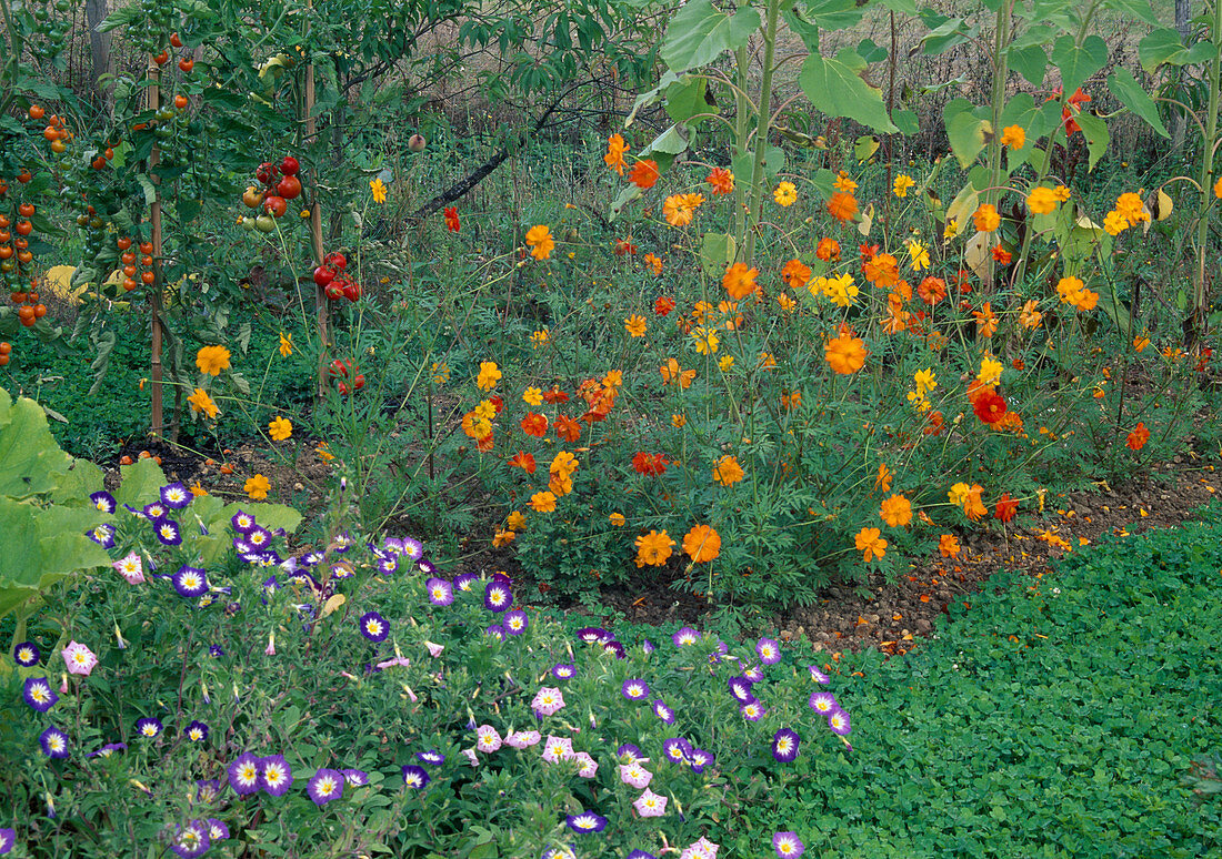 Cosmos sulphureus 'Etincelant' (Schmuckkörbchen), Convolvulus tricolor 'Dwarf Morning Glory' (Dreifarbige Trichterwinde), Tomaten (Lycopersicon)