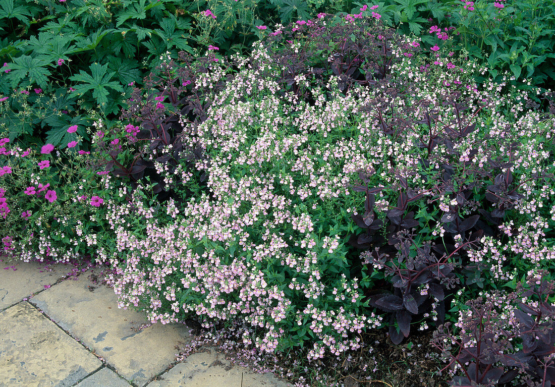 Nemesia denticulata 'Confetti' (Garten-Elfenspiegel), Sedum (Fetthenne) und Geranium (Storchschnabel) im Beet