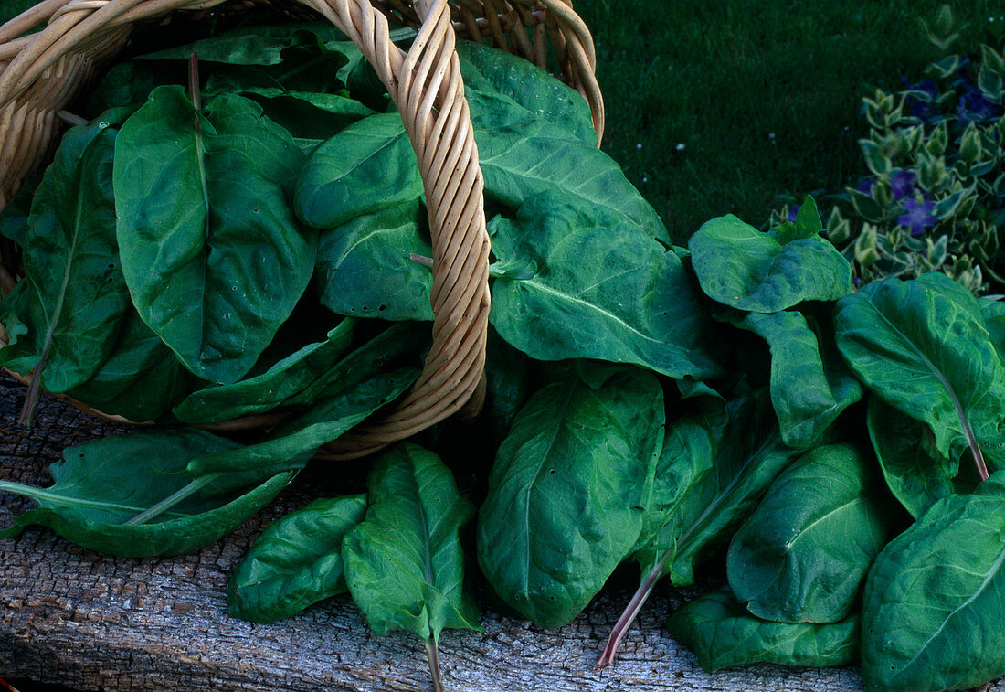 Spinach oleracea