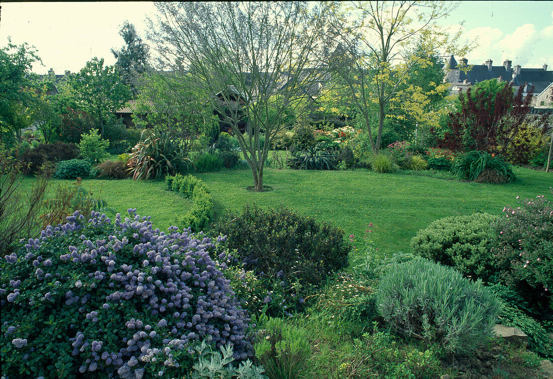 Ceanothus thyrsiflorus 'Repens' (marigold), view of lawns divided by beds