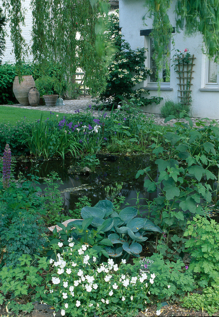 Pond with Viola cornuta (horned violet), Geranium (cranesbill), Ruta graveolens (rue), Hosta (blue-leaved funkie), Iris (marsh iris), Hydrangea petiolaris (climbing hydrangea) - by the house