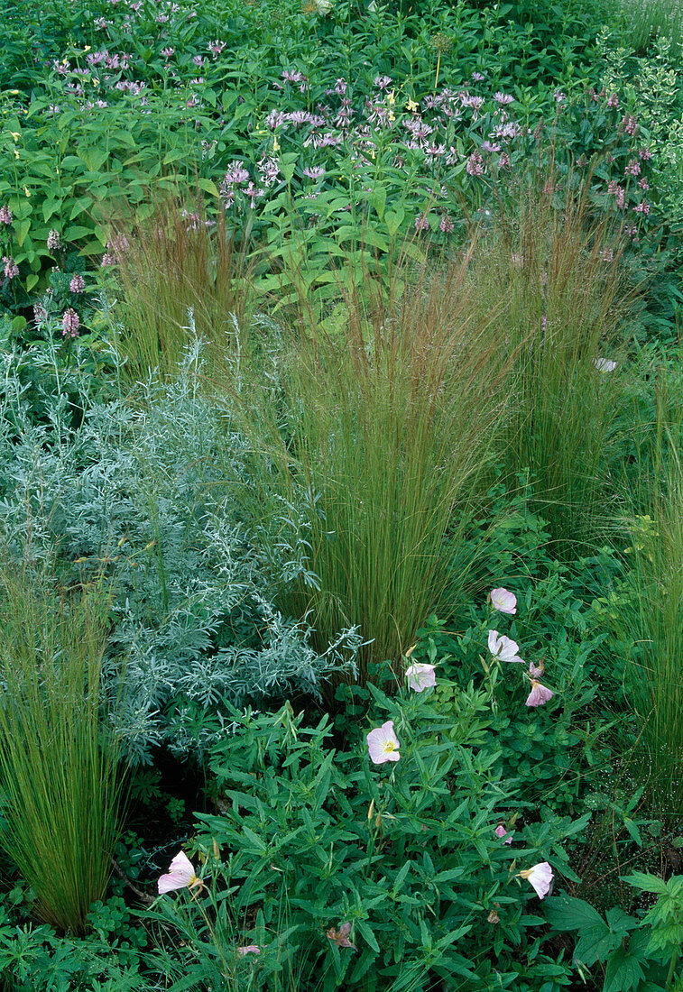 Stipa tenuissima (Federgras, Haargras), Artemisia absinthium (Wermut), Oenothera speciosa 'Siskiyou' (Nachtkerze)