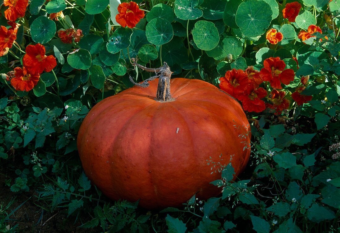 Speisekürbis (Cucurbita maxima 'Rouge vif d'Etampes' syn. 'Roter Zentner')