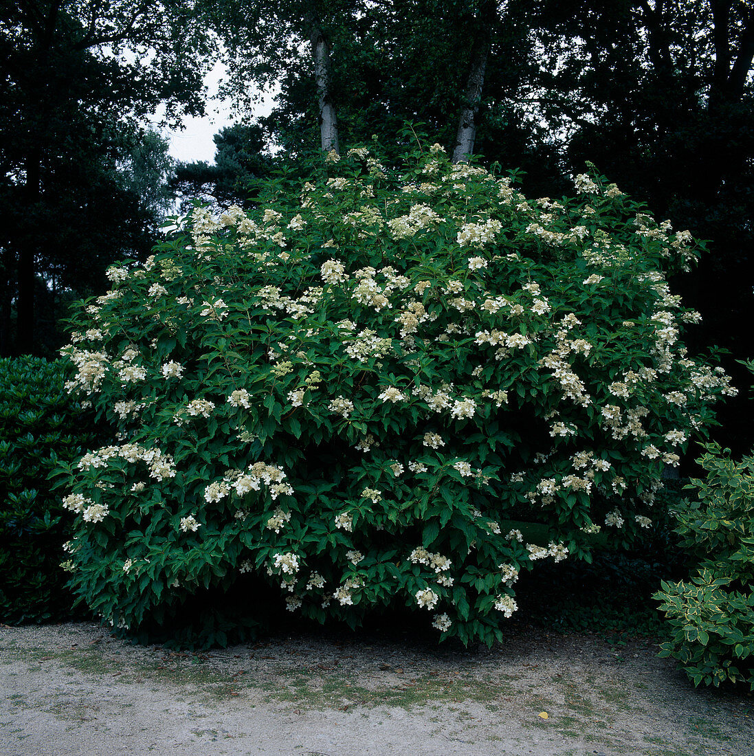 Hydrangea paniculata 'Praecox' (Rispen-Hortensie)