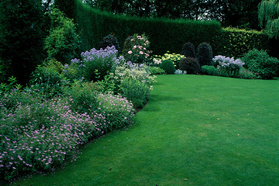 Geranium endressii (Pyrenean cranesbill), Campanula (bellflower), Astrantia (starflower), Rosa 'Bonica' (shrub rose) Stem, lawn, garden space bordered with hedge