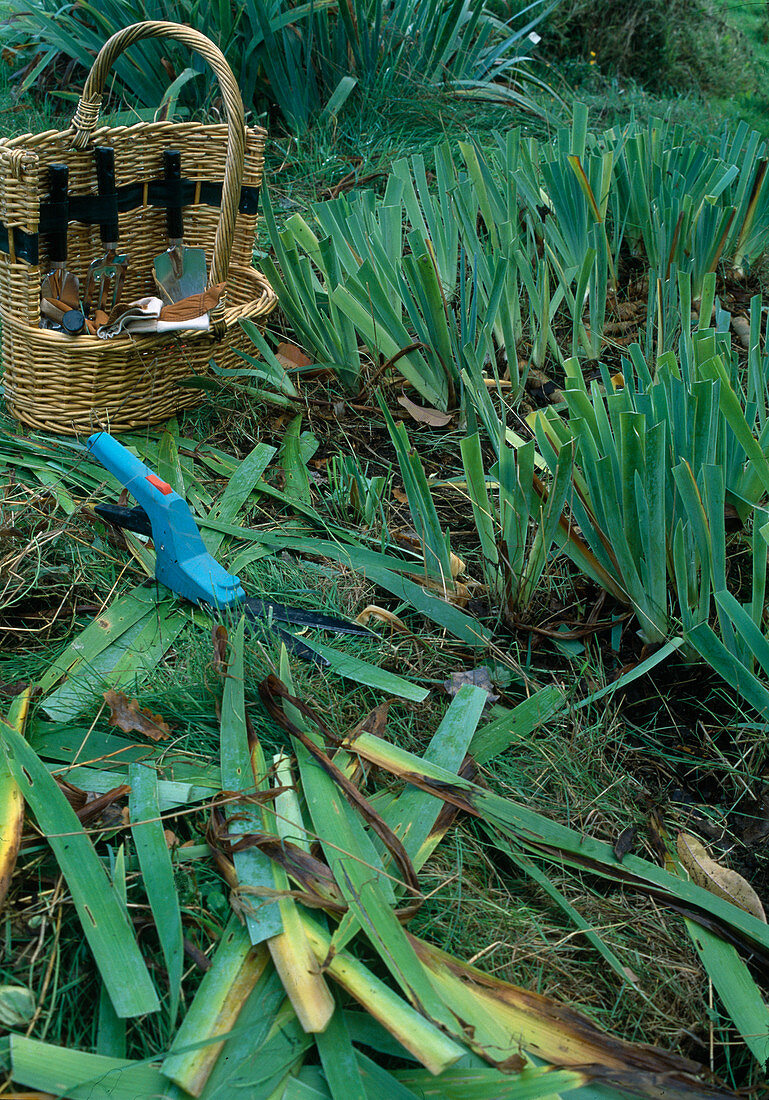 Blätter von Iris (Schwertlilien) mit der Rasenkantenschere zurückschneiden