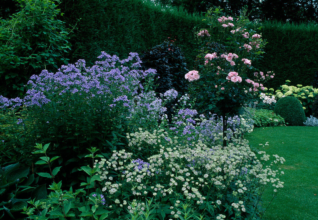 Astrantia 'Margery Fish' (Startholder), Rosa 'Bonica' (Small Shrub Rose) stems, Campanula lactiflora 'Blue Caddy' (Bellflower)