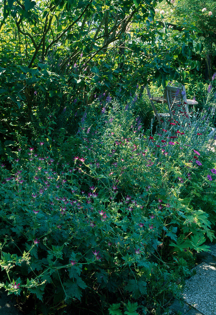 Seat in the garden with Geranium x oxonianum 'Thurstonianum' (cranesbill), Linaria purpurea (purple flaxweed), Lychnis coronaria (coneflower)