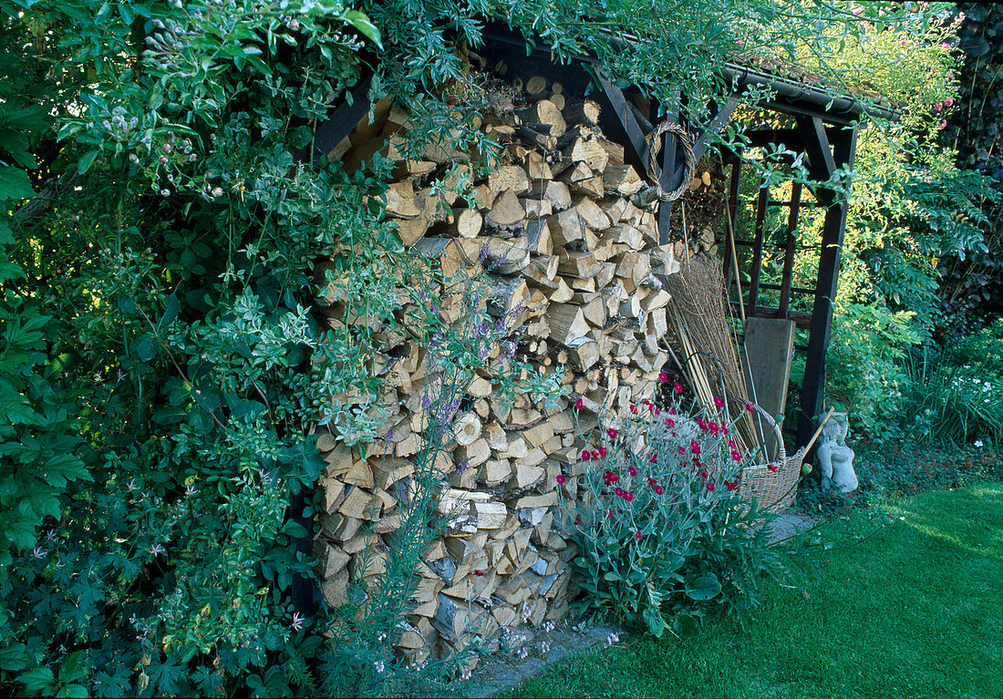 Garden shed with stack of firewood, Lychnis coronaria (coneflower), Linaria purpurea (toadflax)