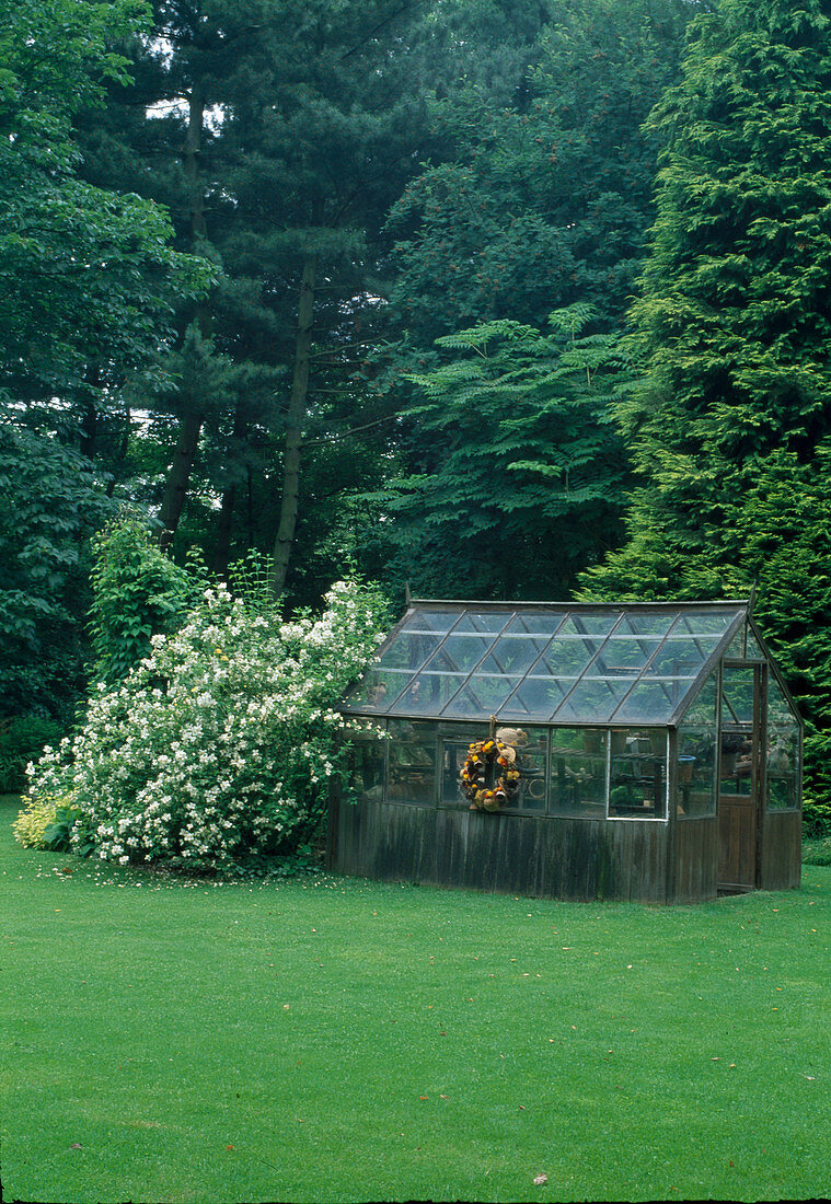 Philadelphus 'Belle Etoile' (peasant jasmine, whistling bush), Chamaecyparis lawsoniana (mock cypress), older greenhouse with wreath