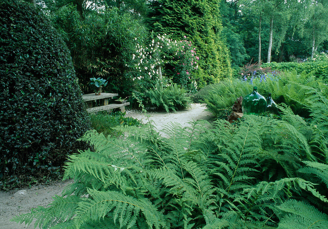 Athyrium filix-femina (Wood Lady Fern), Ilex (Holly), Rose 'New Dawn', 'Zephirine Drouhin' (Climbing Roses)