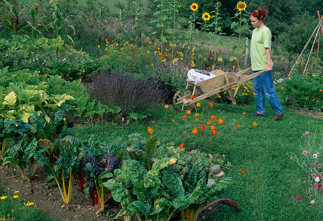 Farm garden with chard (Beta vulgaris), courgettes (Cucurbita pepo), woman working in the garden, Trifolium repens (white clover) as a lawn substitute on the pathway