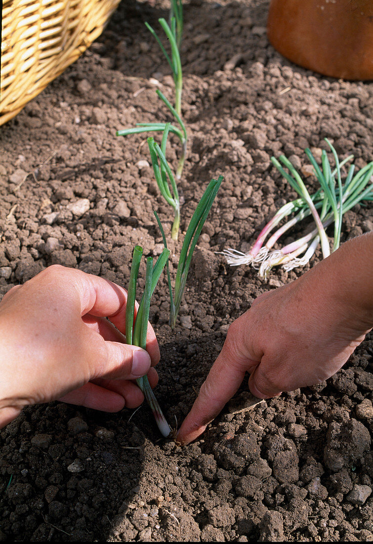 Planting out Allium cepa