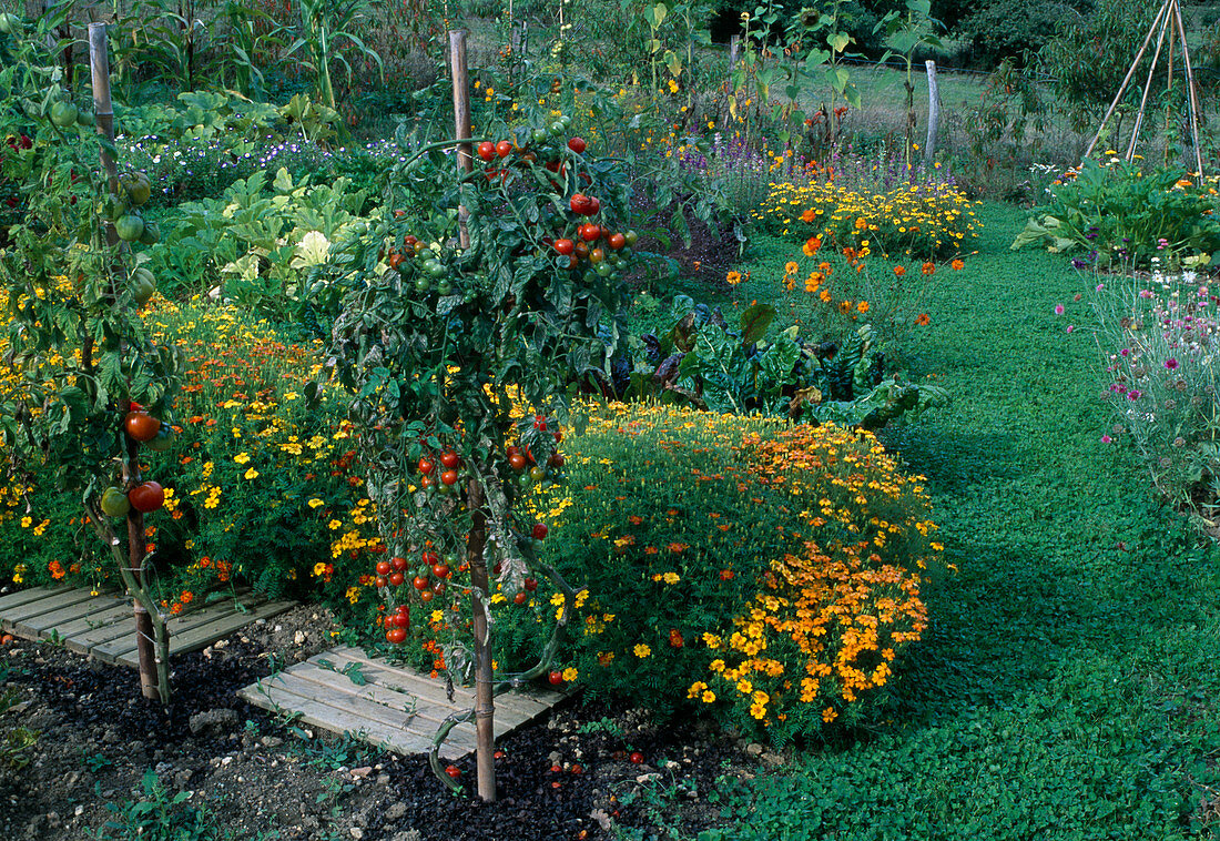 Bauerngarten mit Tomaten (Lycopersicon), Tagetes tenuifolia 'Starfire' (Gewürz-Tagetes), Mangold (Beta vulgaris), Zucchini (Cucurbita), Trifolium repens (Weiß-Klee) als Rasenersatz auf dem Weg