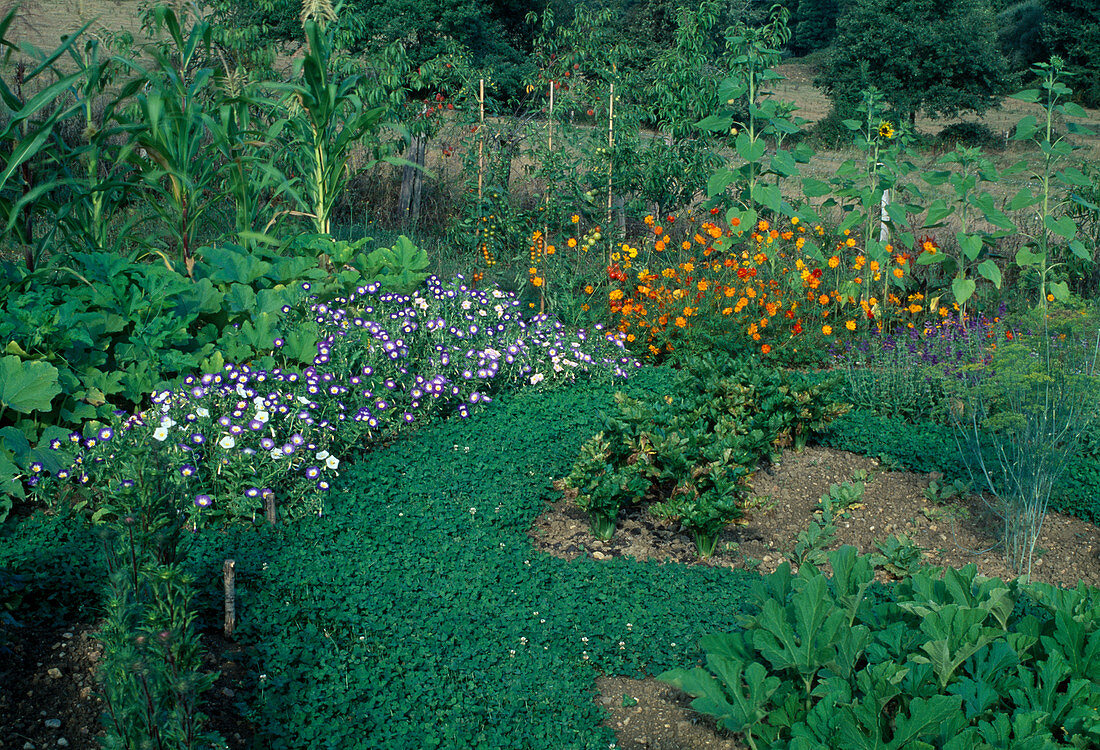 Bauerngarten mit Sommerblumen und Gemüse, Trifolium repens (Weiß-Klee) als Rasenersatz auf dem Weg