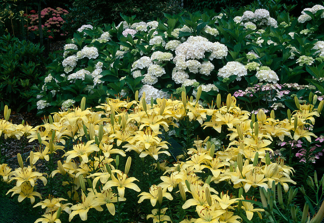 Lilium 'Edith' (Lilien) und Hydrangea macrophylla (Hortensien)