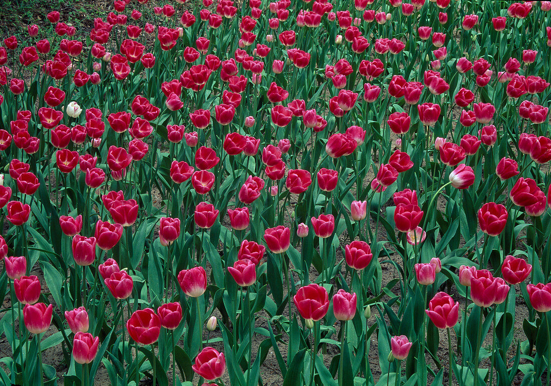 Tulipa 'Rosario' Pink and White Triumph Tulips