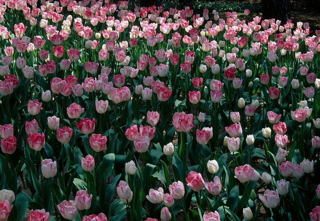 Tulipa 'Meissner Porzellan' (tulips)