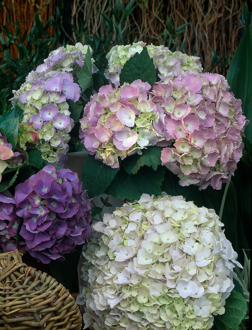 Hydrangea macrophylla (Hortensie)