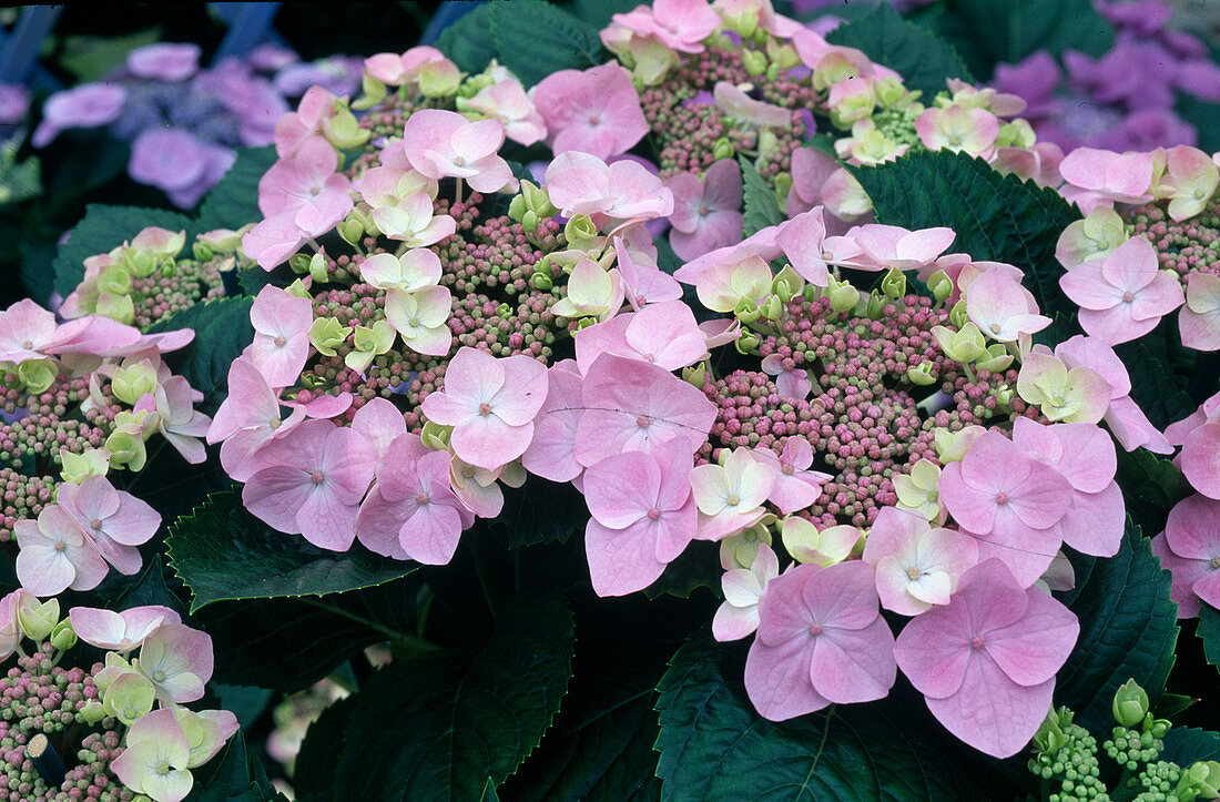 Hydrangea macrophylla 'Sweet Dreams'