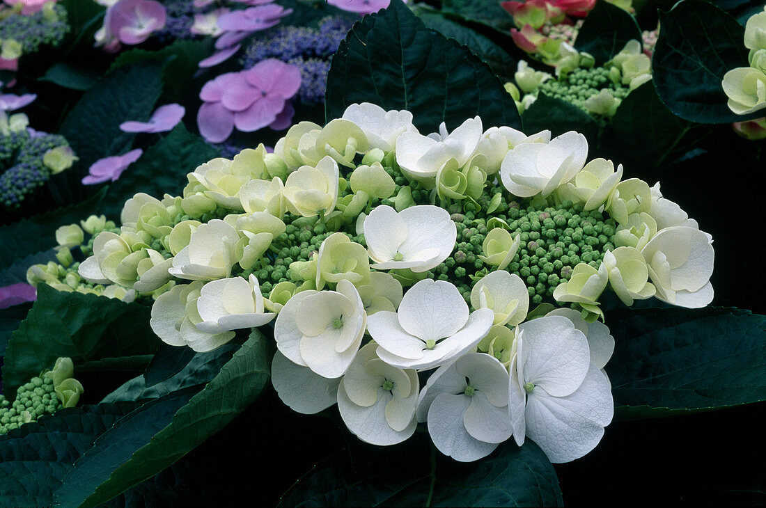 Hydrangea macrophylla ('Dragonfly') (Hydrangea)