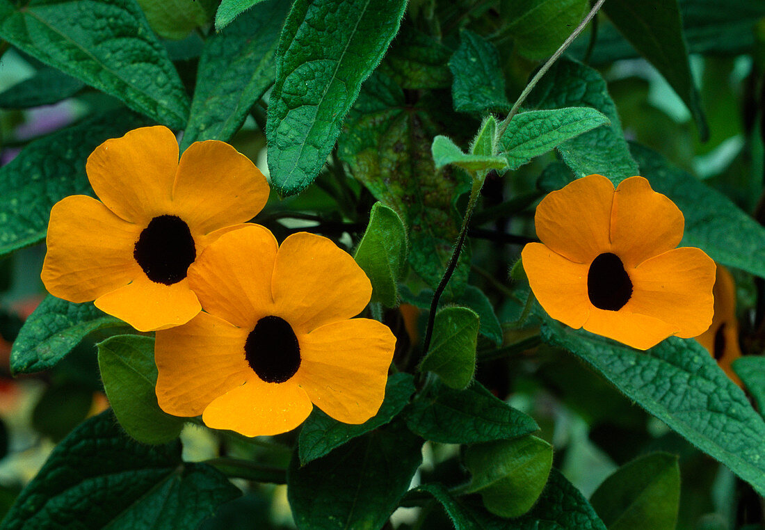 Thunbergia alata (Schwarzäugige Susanne)