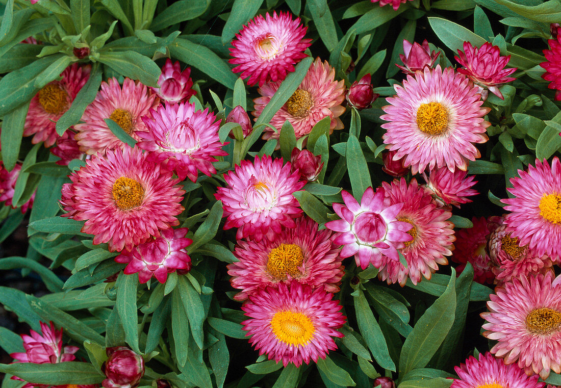 Helichrysum bracteatum syn Bracteantha bracteata (Strohblume)