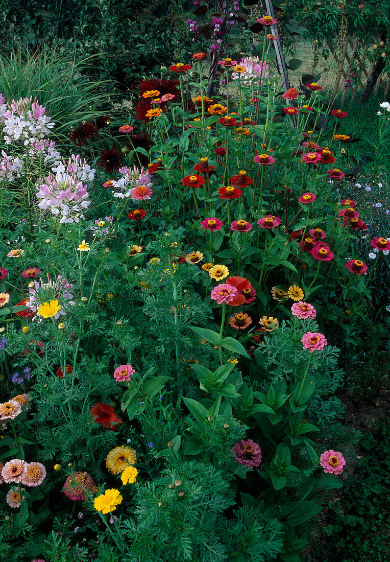 Zinnia (Zinnien), Cleome spinosa (Spinnenblume), Calendula (Ringelblumen)