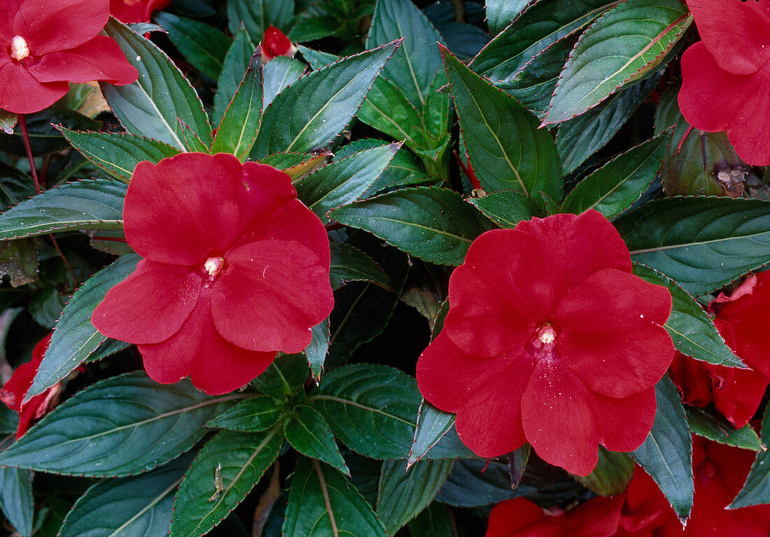 Impatiens 'Fuso Red' (Edellieschen)