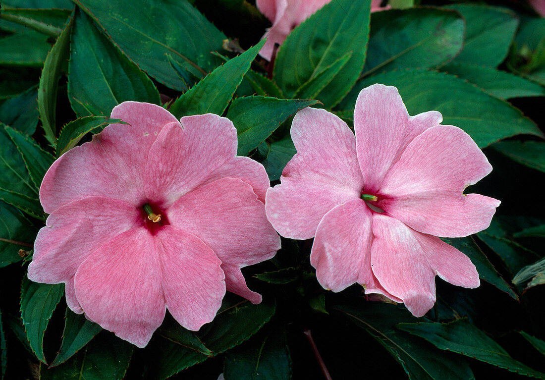 Impatiens Neu-Guinea 'Sonic Pastel Pink' (Edellieschen)