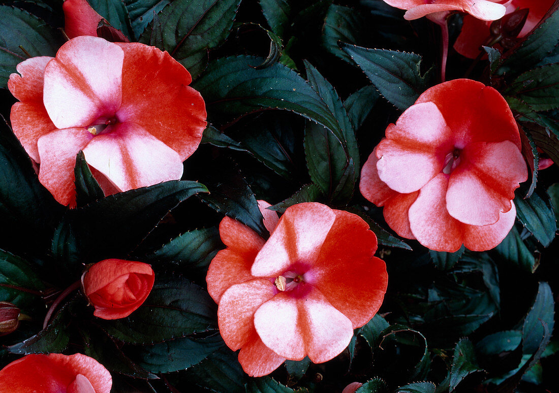 Impatiens New Guinea 'Paradise Orange' Neptis '(sweet pea)