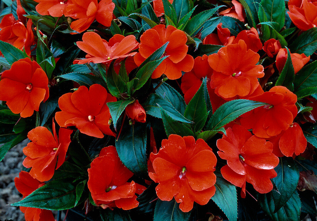 Impatiens New Guinea 'Paradise Timor' (sweet pea)