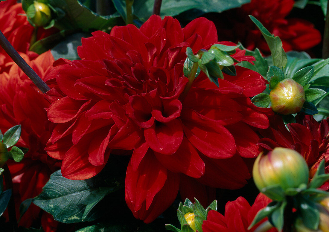 Dahlia 'Gallery Singer' (Dahlie)