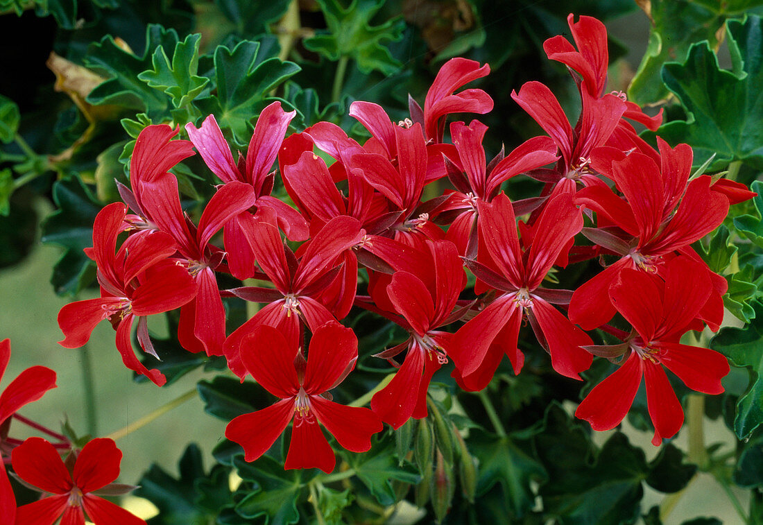 Pelargonium 'Cascada Brilliant'