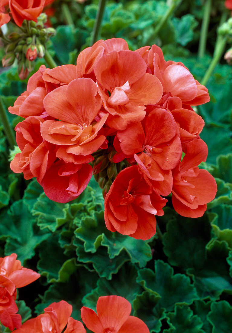 Pelargonium zonale 'Tango orange' (Stehende Geranie)