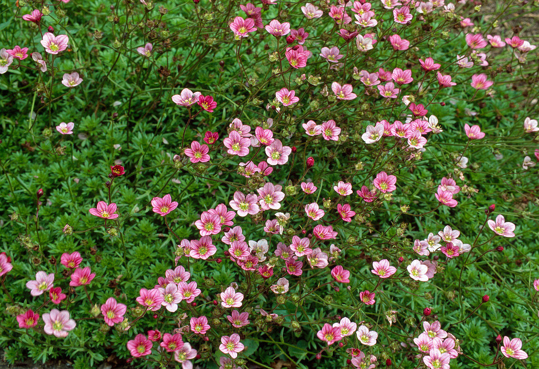 Saxifraga arendsii (Moossteinbrech)