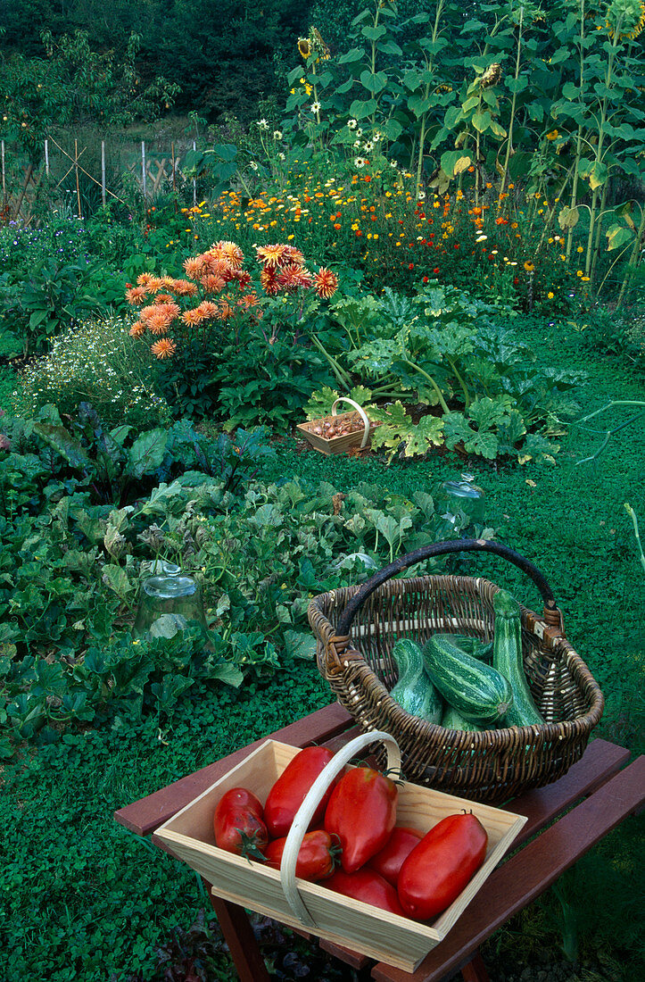 Gemüseernte im Bauerngarten: Körbe mit frisch gepflückten Tomaten (Lycopersicon) und Zucchini (Cucurbita pepo)