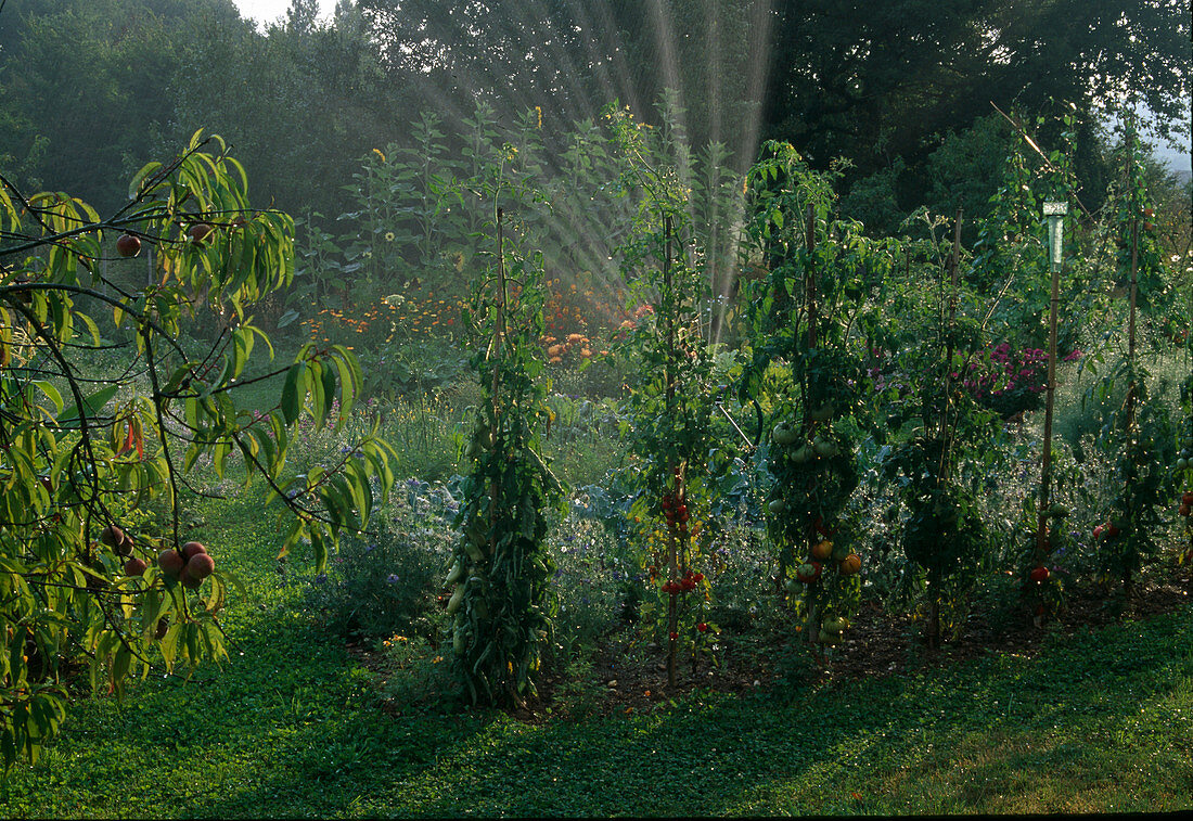 Watering the farm garden with sprinklers