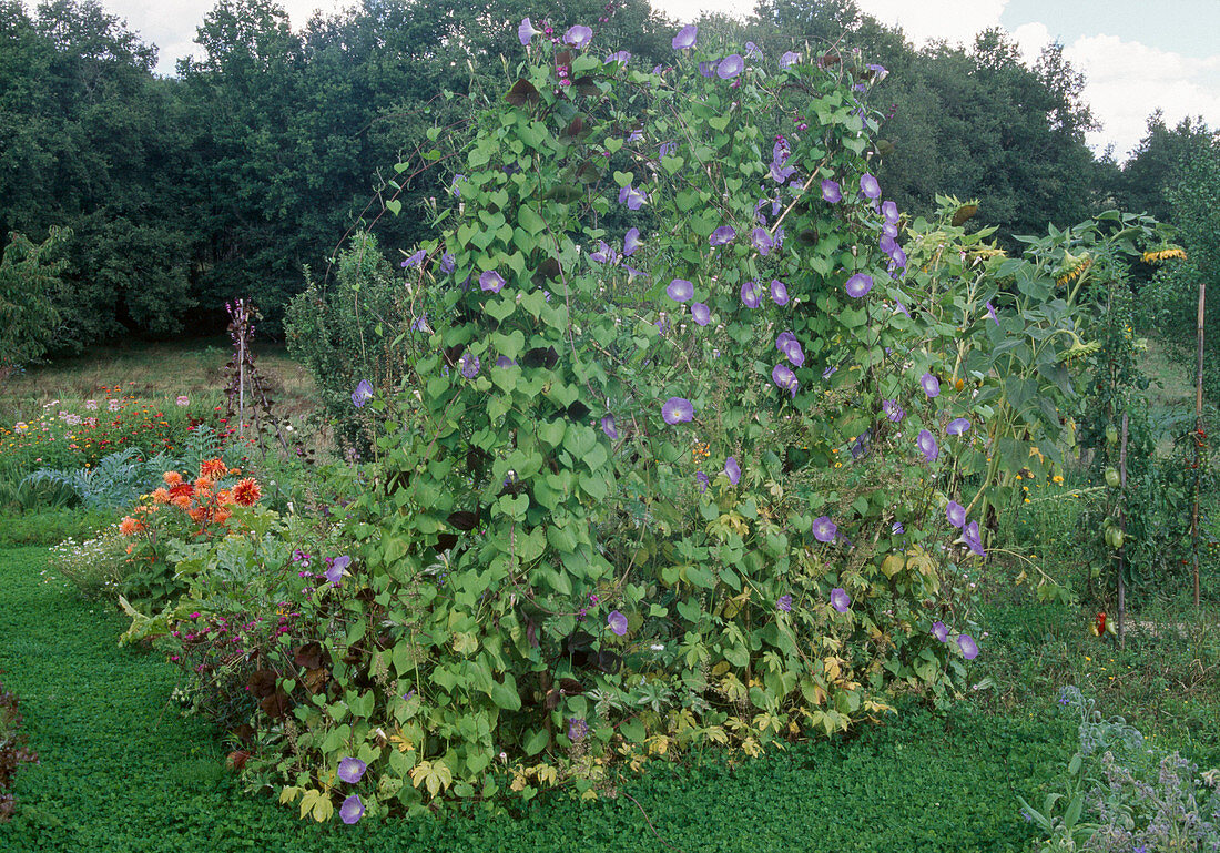 Beet mit Ipomoea 'Bleu d'Azur' (Prunkwinde), Dahlia (Dahlien) und Helianthus annuus (Sonnenblumen) im Bauerngarten, Weg mit Klee als Rasenersatz
