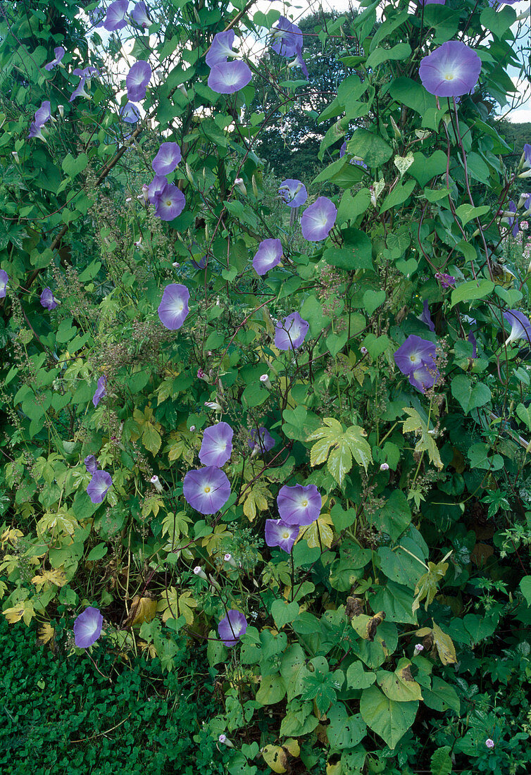 Ipomoea 'Bleu d'Azur' (Prunkwinde)