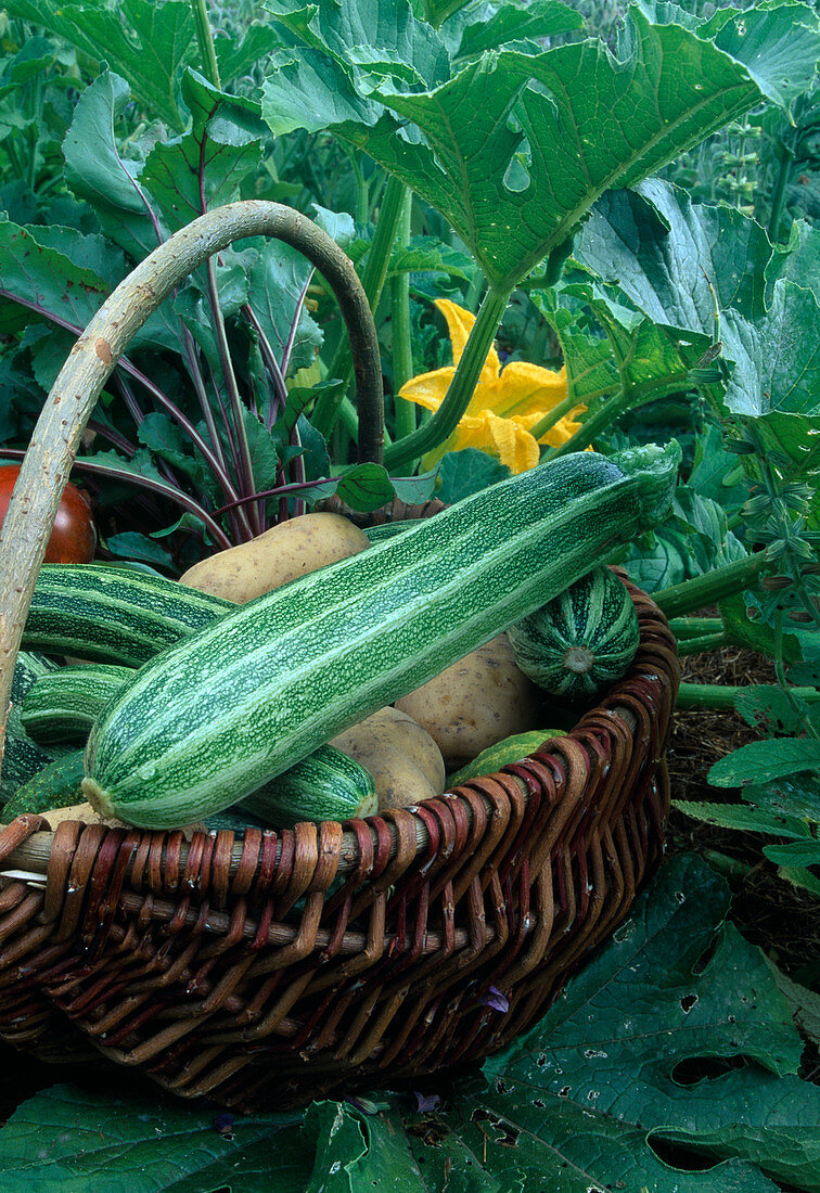 Frisch geerntete Zucchini 'Cocozelle' (Cucurbita pepo) und Kartoffeln (Solanum tuberosum) im Korb