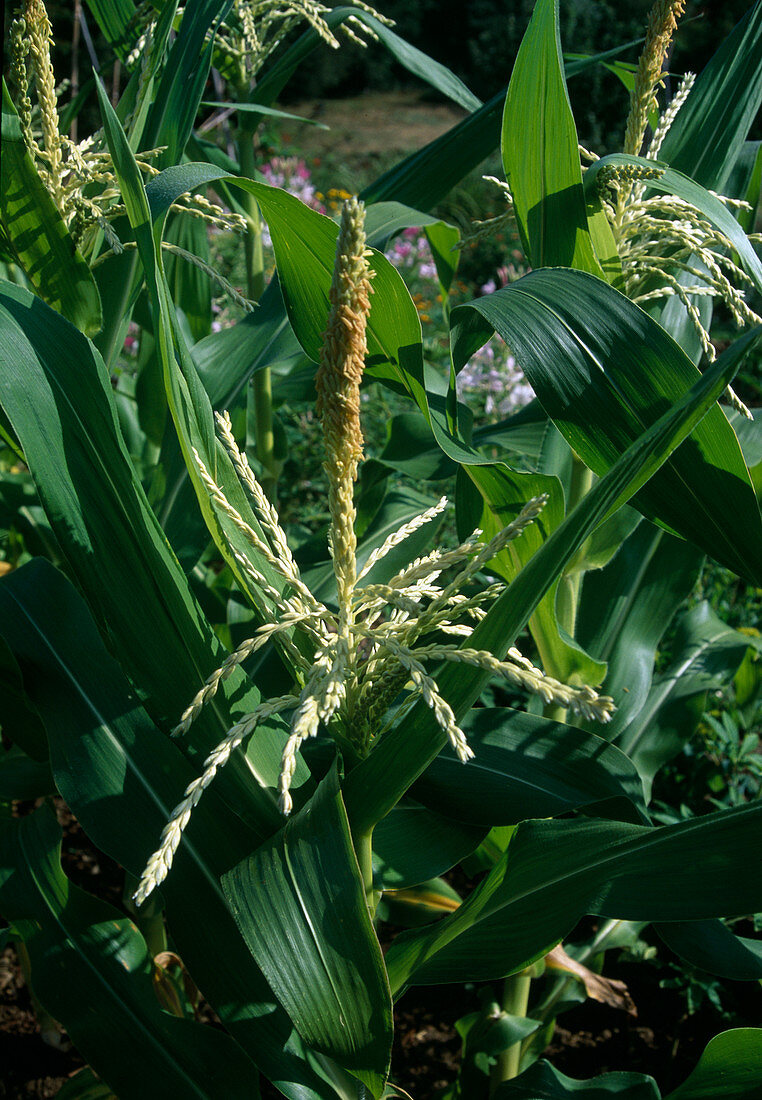 Male flowers of maize