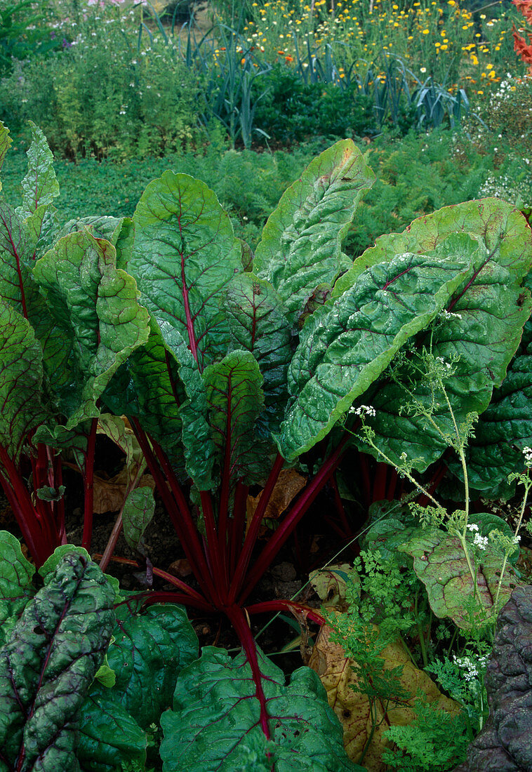 Mangold (Beta vulgaris) mit roten Stielen und Blattrippen