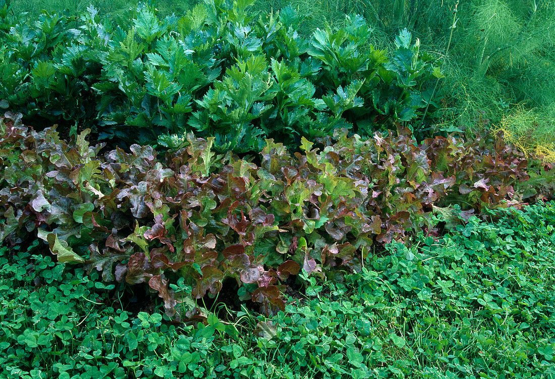 Roter Pflücksalat, Eichblattsalat (Lactuca), Sellerie (Apium) und Fenchel (Foeniculum)