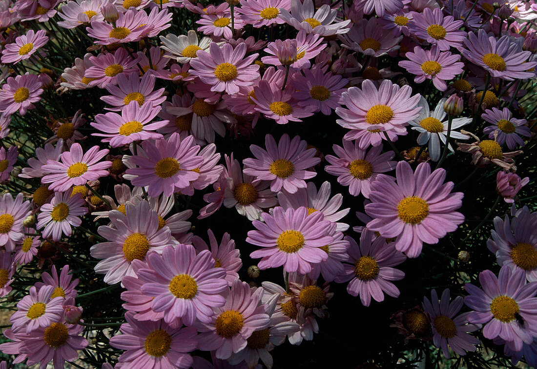 Argyranthemum 'Comet Pink' (Margeriten)