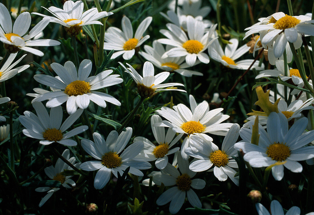 Argyranthemum frutescens 'Dana' (Margerite)