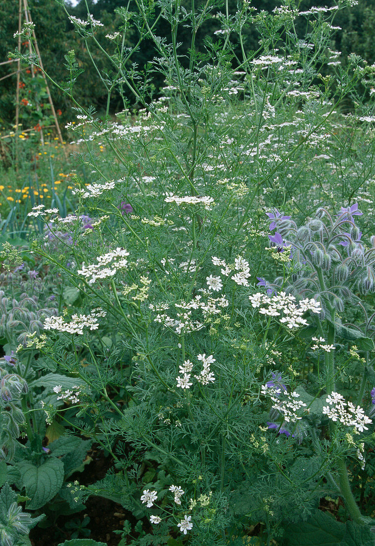 Flowering coriander (Coriandrum sativum) and borage (Borago)