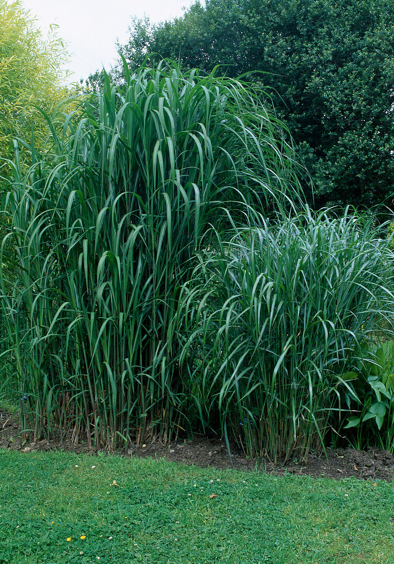 Various Miscanthus (Chinese reed) varieties