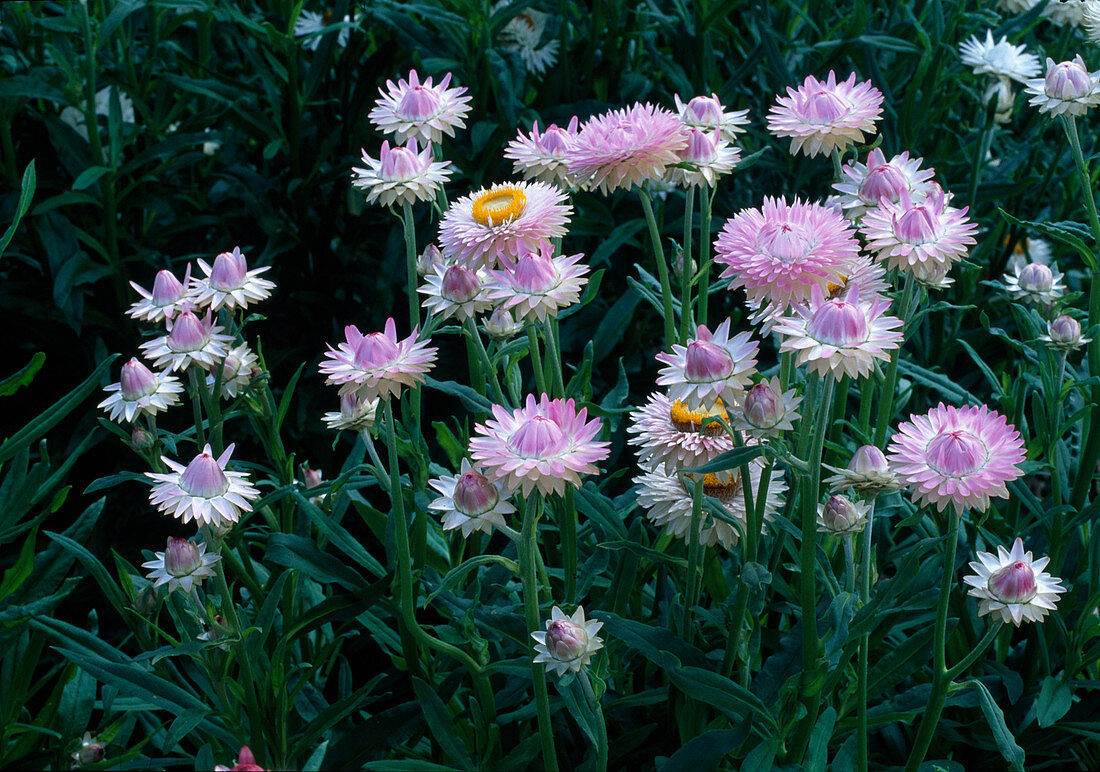 Strawflower (Helichrysum) 'Pale Pink'